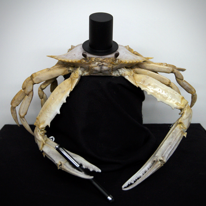Bingle Crab: Commercial. Odd Studio produced this hybrid crab puppet. a mix of Ghost/Blueswimmer crab. Rod and marionette puppet.